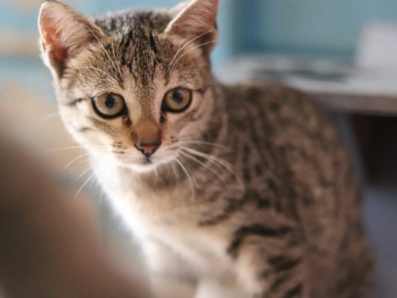 Milo