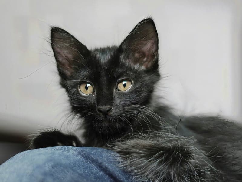 A rescue kitten receiving care